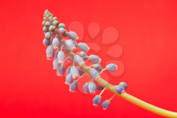 Muscari botryoides flower also known as blue grape hyacinth in closeup over red background