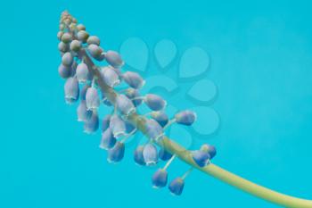 Muscari botryoides flower also known as blue grape hyacinth in closeup over blue background