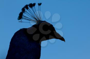 The silhouet of a male peacock with a blue background