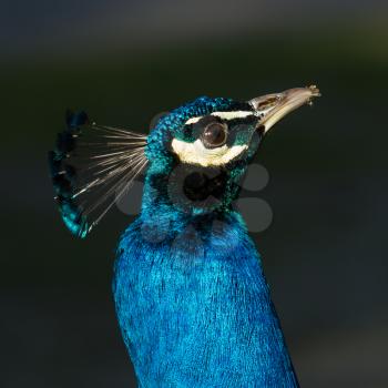 A peacock with sand on its beak