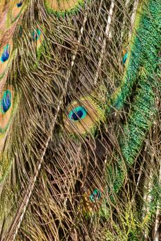 The colorful feathers of a male peacock