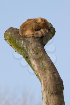 A coatimundi is sleeping in a tree