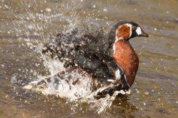 A Red-breasted Goose is washing in a lake