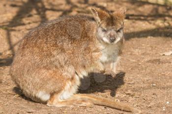 A close-up of a parma wallaby in a dutch zoo