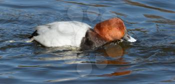 A Common Pochard is drinking from a lake