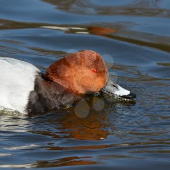 A Common Pochard is drinking from a lake