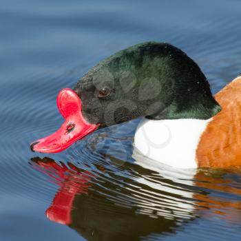 A common Shelduck is swimming in a dutch lake