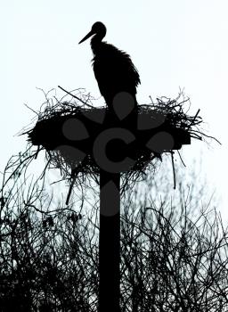 A silouette of a stork on a nest