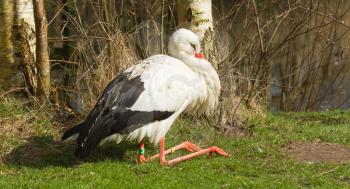 A stork in its natural habitat (Holland)