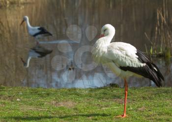 A stork in its natural habitat (Holland)
