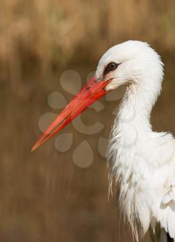 A close-up of a stork in its natural habitat