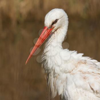 A close-up of a stork in its natural habitat