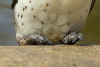 The feet of a Humboldt penguin in a dutch zoo