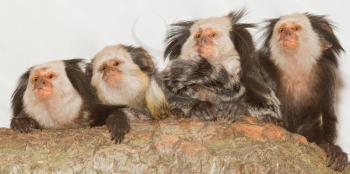 Four Geoffroy's Tufted-eared Marmosets in a dutch zoo