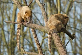 Two eating coatimundis in a tree (Holland)