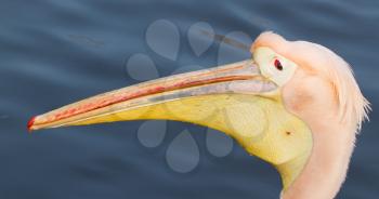 A close-up of a pelican in a dutch zoo