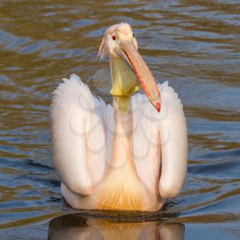 A swimming pelican in a dutch zoo