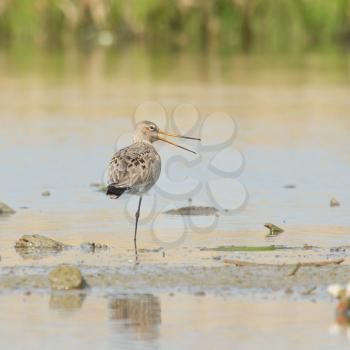 Black tailed Godwit standing in the water (Holland)