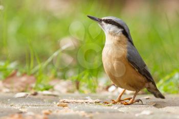 A Nuthatch on the ground eating peanuts