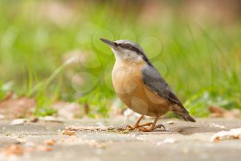 A Nuthatch on the ground eating peanuts