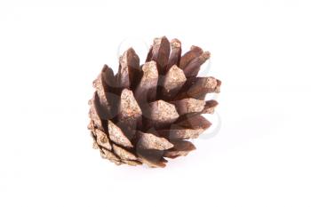 A pine cone on a white background