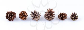Six pine cones isolated on a white background
