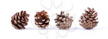 Four pine cones isolated on a white background
