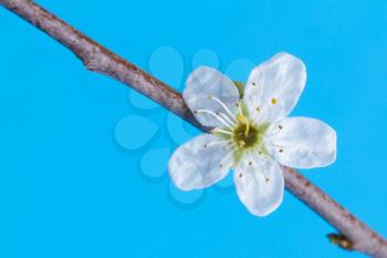 Flower in a tree on a blue background (spring)