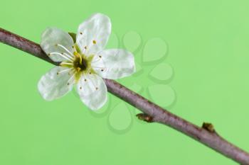 Flower in a tree on a green background (spring)