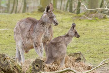 Two kangaroos (adult and young one) in a dutch zoo