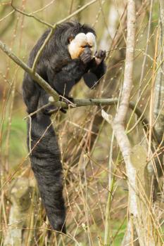White-faced Saki (Pithecia pithecia) or also known as Golden-face saki monkey is eating