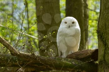 A snow owl in a dutch zoo