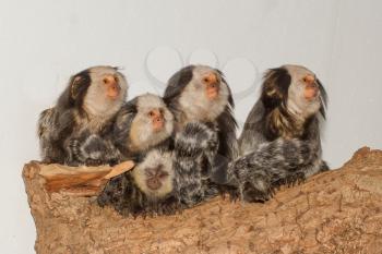 Five Tufted-eared Marmosets in a dutch zoo