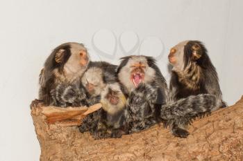 Five Tufted-eared Marmosets in a dutch zoo