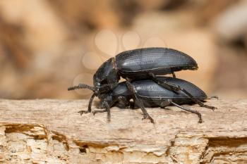 Pairing large black beetles on a piece of wood