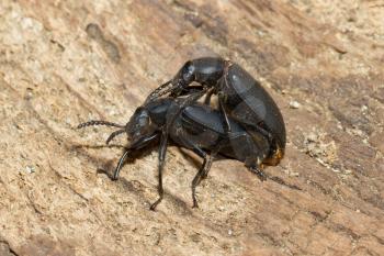 Pairing large black beetles on a piece of wood