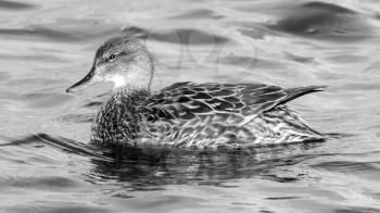A Gadwall (female) in black and white