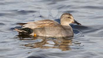 A Gadwall (male) in calm water (Holland)