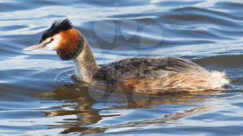 Great crested grebe in blue water (Holland)
