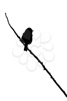 A small bird on a twig (white background)