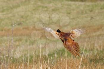 A common Pheasant is flying away (Holland)