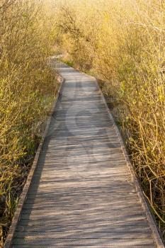 A wooden path in the marsh (Holland)