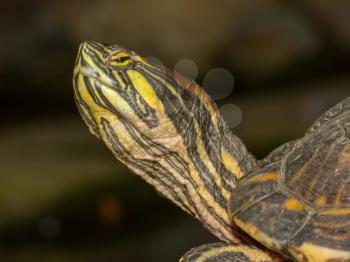 A European pond terrapin is sitting on a stone