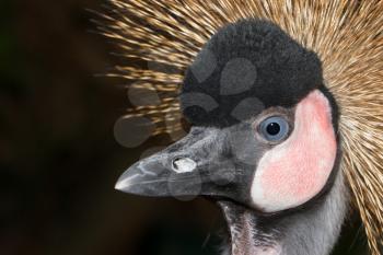 A close-up of a crowned crane (Holland)