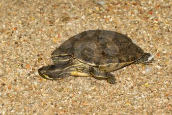 A European pond terrapin is resting in the sand