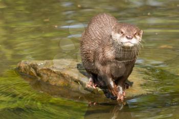 A wet otter is standing on a stone