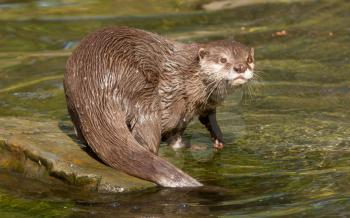 A wet otter is standing on a stone