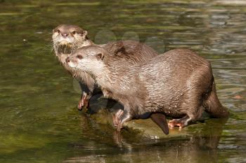 Two wet otters are standing on a stone