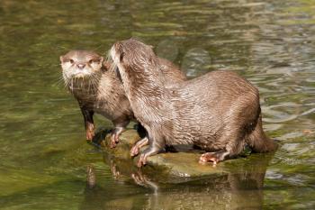 Two wet otters are standing on a stone