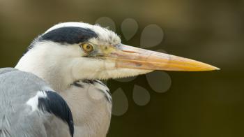 A close-up of a great blue heron